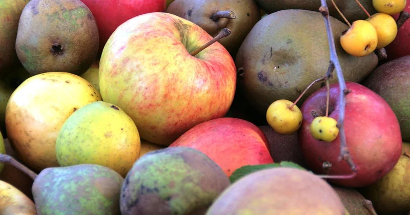 Choisir les bonnes pommes : la base de tout